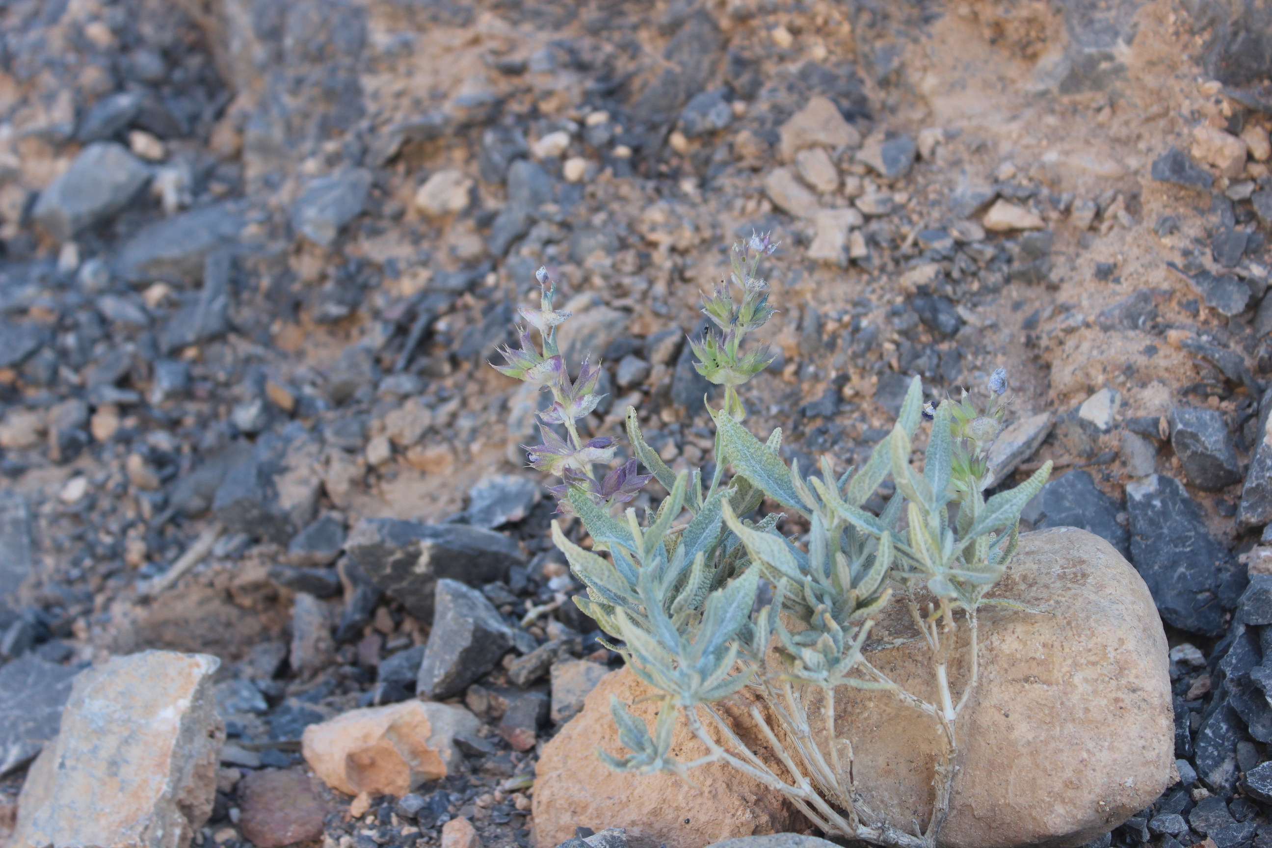 Plant Image